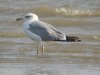 Yellow-legged Gull at Two Tree Island (Steve Arlow) (84316 bytes)